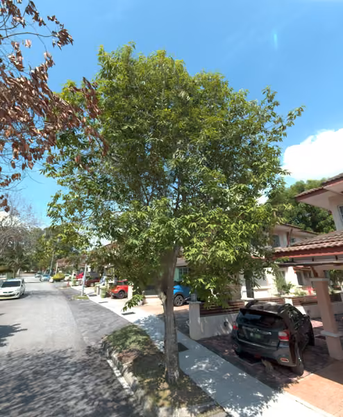 tree photo