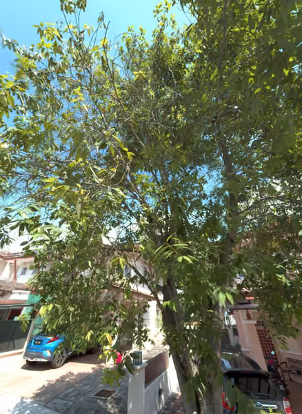 tree photo