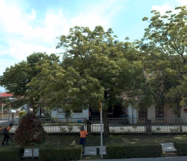 tree photo