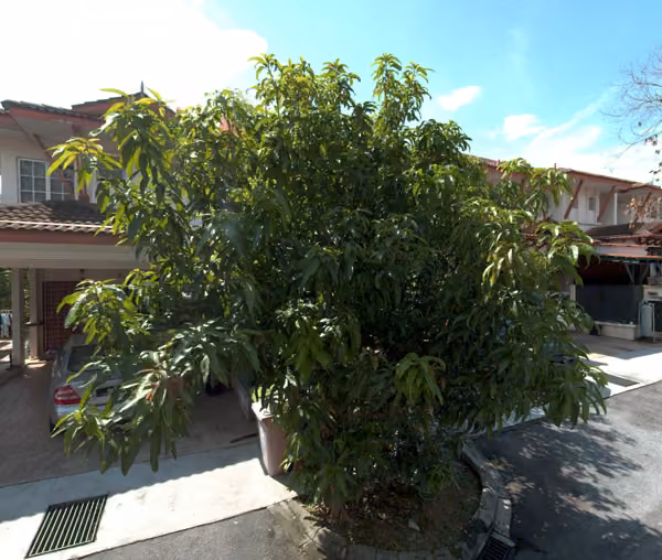 tree photo