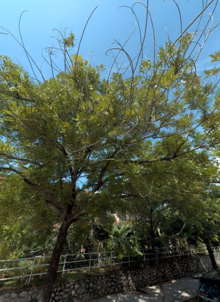 tree photo
