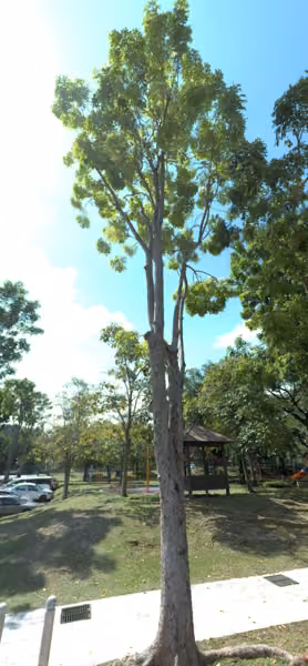tree photo