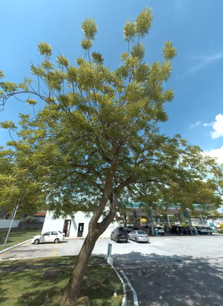 tree photo