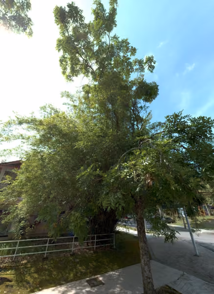 tree photo