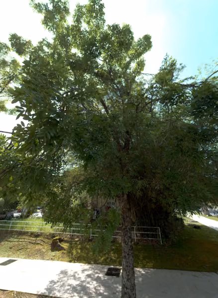 tree photo