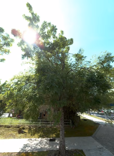 tree photo