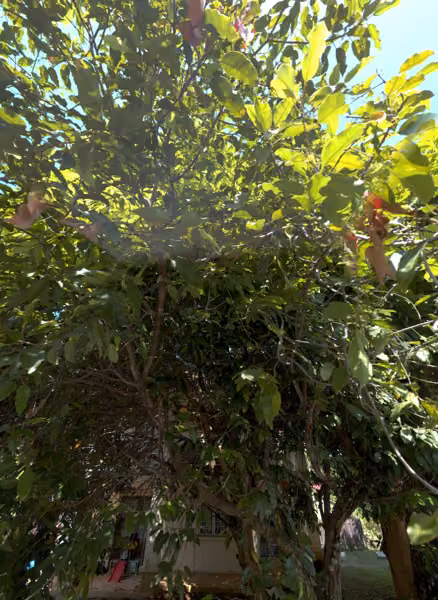 tree photo