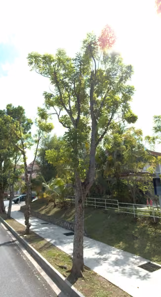 tree photo