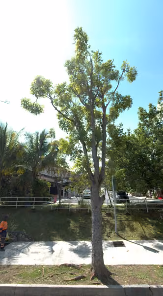 tree photo