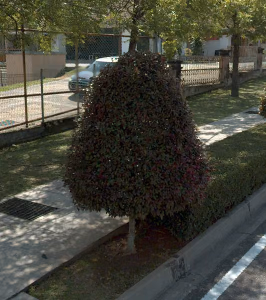 tree photo