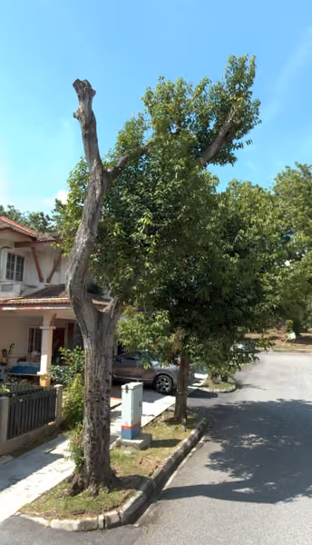 tree photo