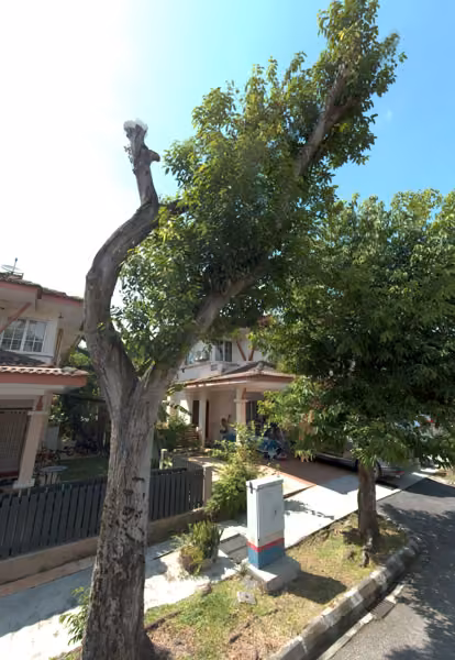 tree photo