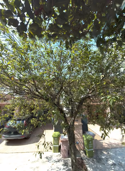 tree photo