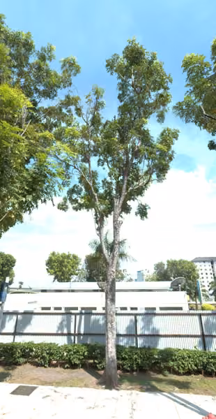 tree photo