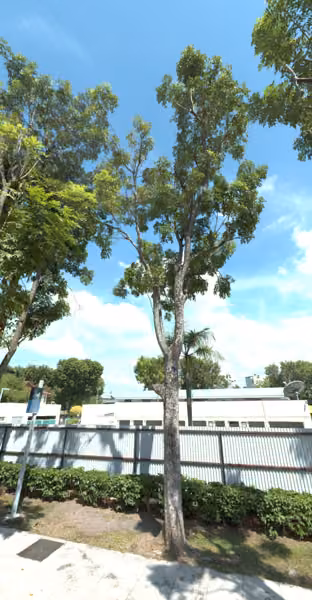 tree photo