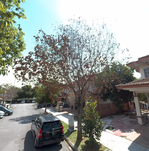 tree photo