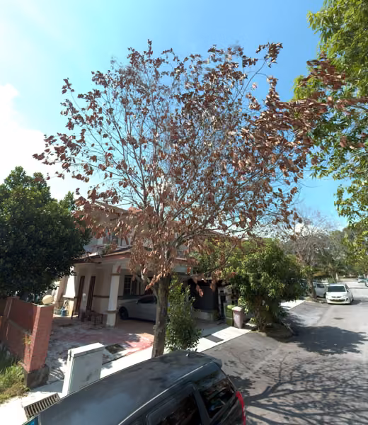 tree photo