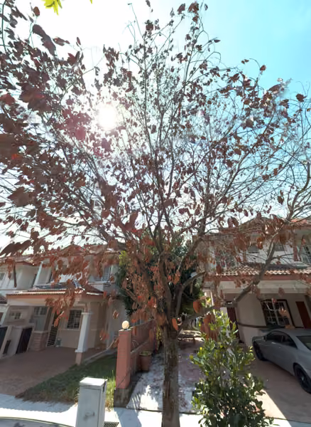 tree photo