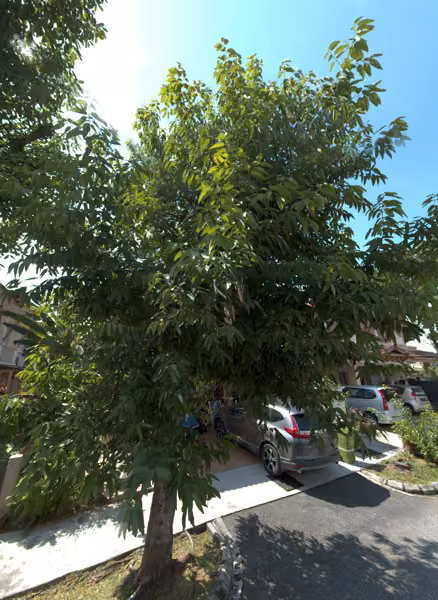 tree photo