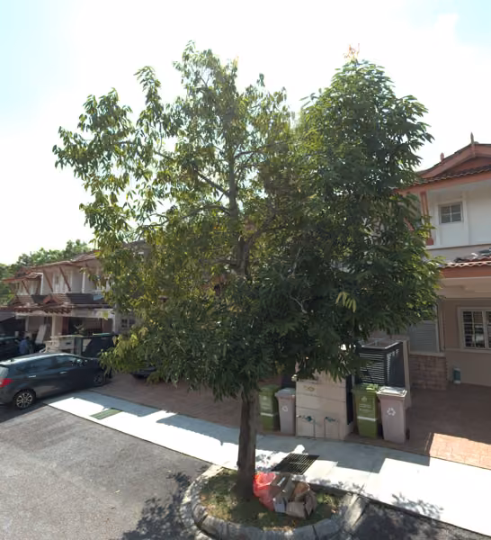 tree photo