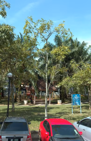tree photo