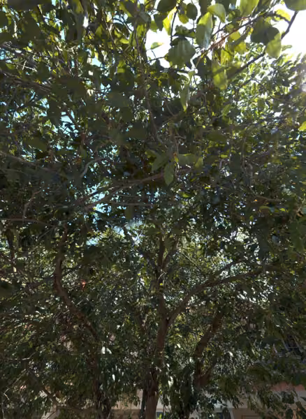 tree photo