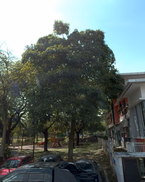 tree photo