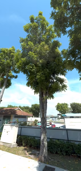 tree photo