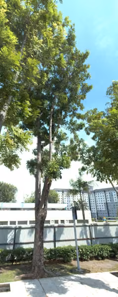 tree photo