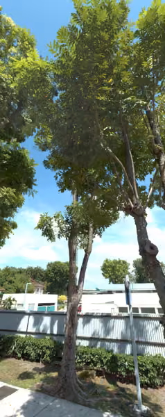 tree photo