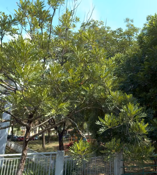 tree photo