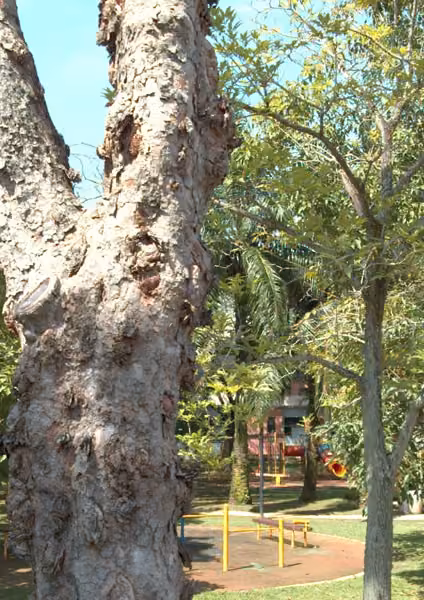 tree photo