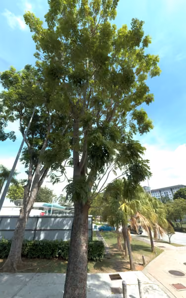 tree photo