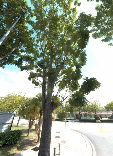 tree photo