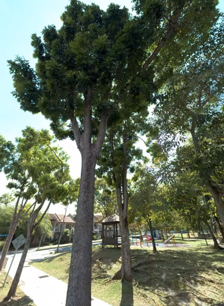 tree photo