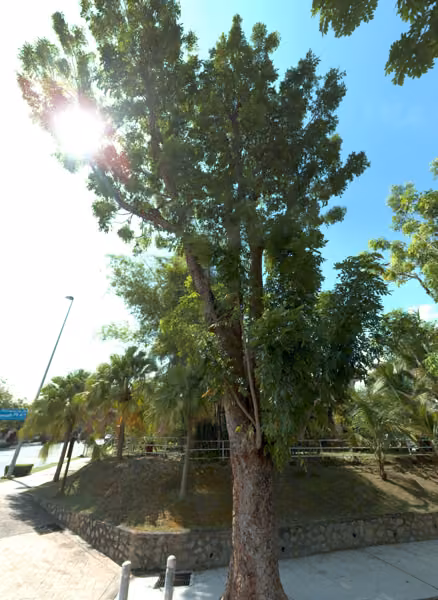 tree photo