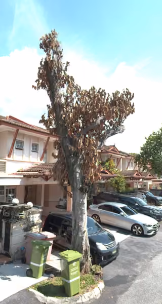 tree photo