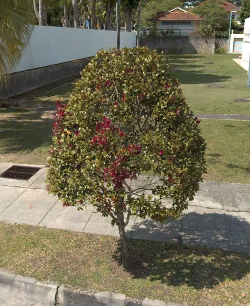 tree photo
