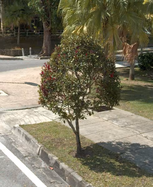 tree photo