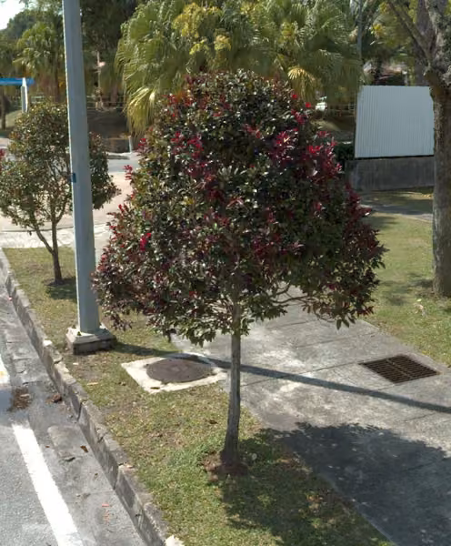 tree photo