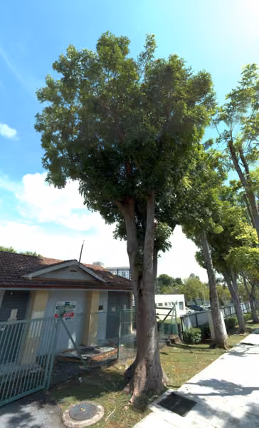 tree photo