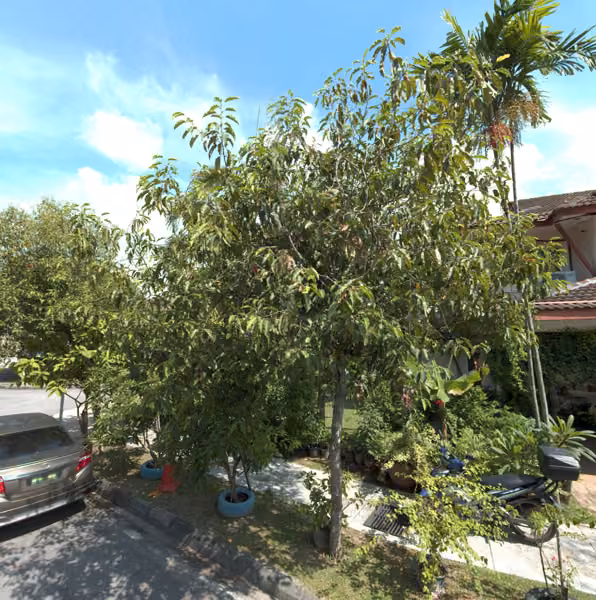 tree photo