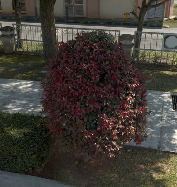 tree photo