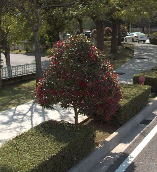 tree photo