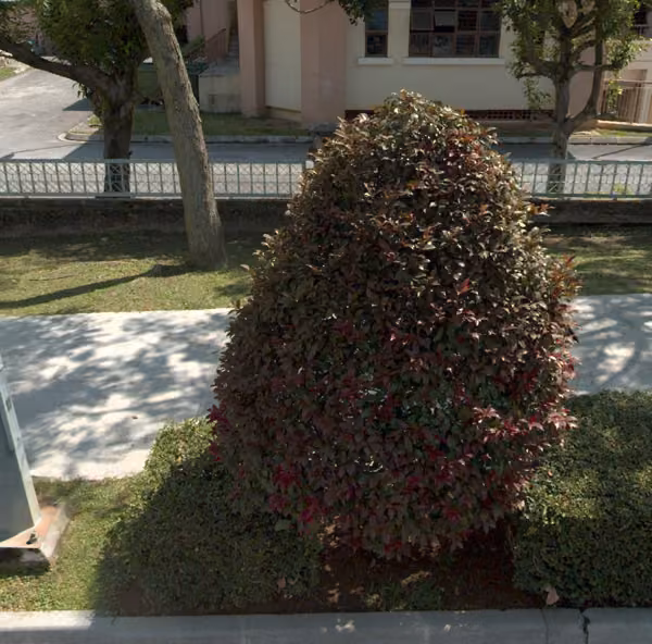 tree photo