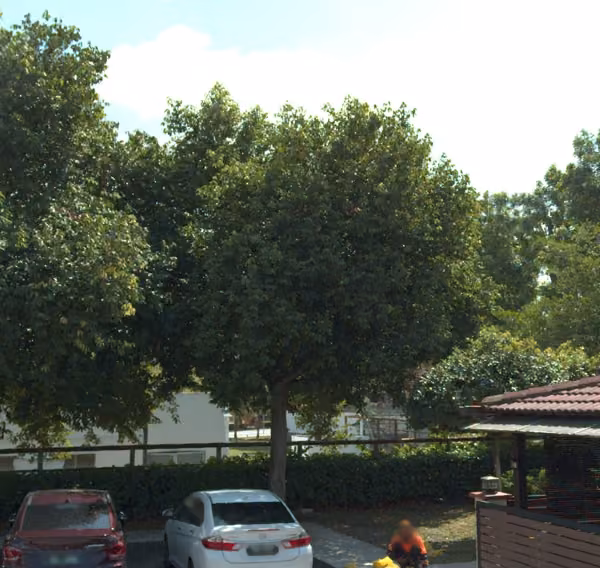 tree photo