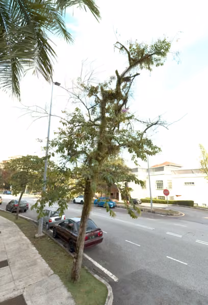 tree photo
