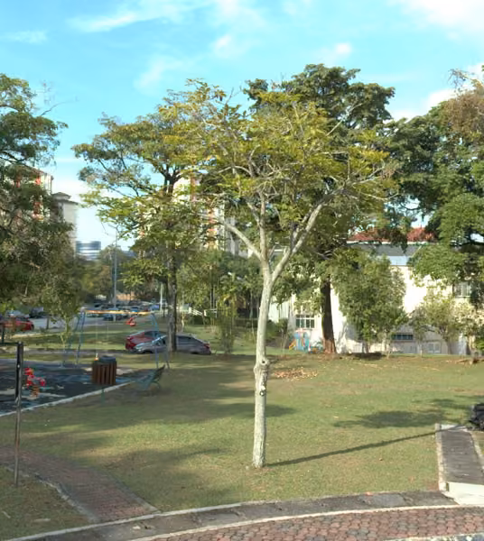 tree photo
