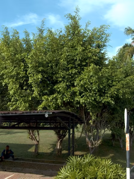tree photo