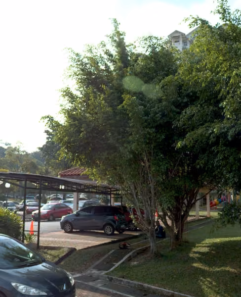 tree photo